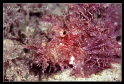 Weedy Scorpionfish.Nikon F100,105mm,f13,1/60,YS-120,RVP100. by Allen Lee 